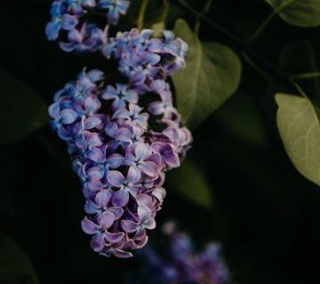 Sering snoeien en verzorgen