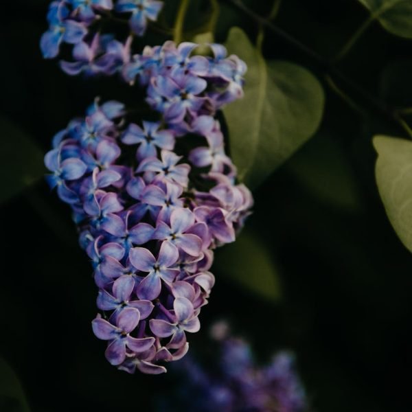 Sering snoeien en verzorgen