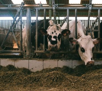 Melkrobotdesinfectie