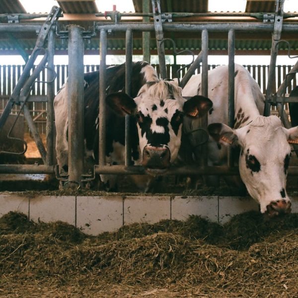 Melkrobotdesinfectie