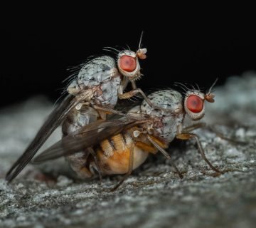 Rioolvliegjes bestrijden