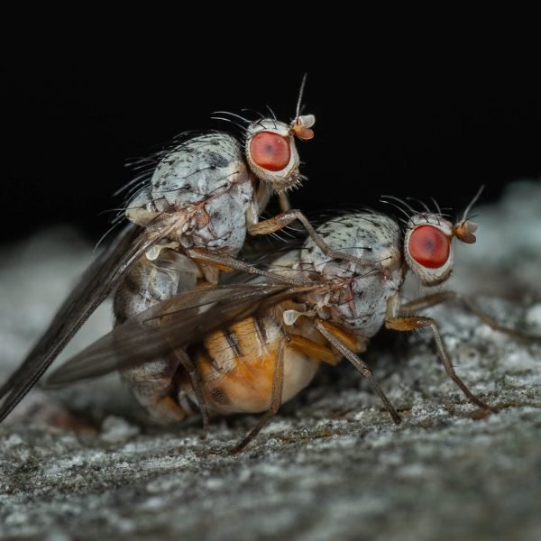 Rioolvliegjes bestrijden